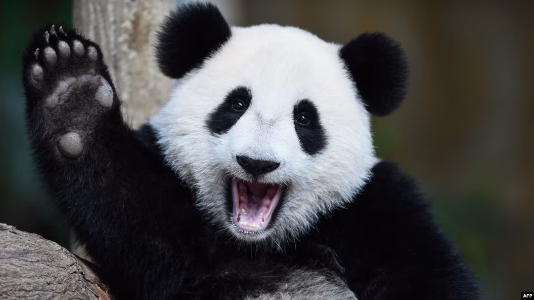 climbing on the tree